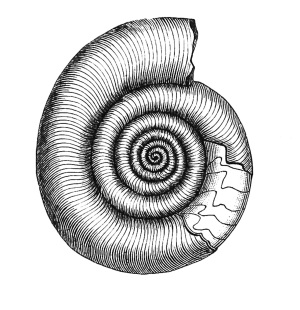 Image of Fossil